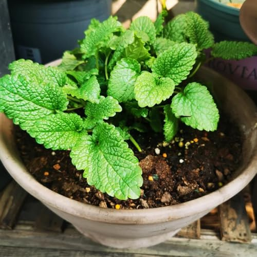 semillas de melisa, para camas elevadas, para lugares soleados de melisa perenne resistentes para el jardín silvestres del balcón 500pcs