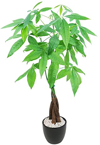 Athena's Garden Money Tree Plant Indoor Live Plant Pachira Money Tree with Ceramic Planter 18 Inches Tall, Black Pot - White Rocks, Medium