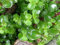 Genipap 20 semillas de jade planta de dinero