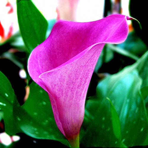 Semi di Germinazion : 2 oiseaux : Calla-Lilien-Birnen, Rosa Calla-Lilien-Blumen, Seltene Blumenzwiebeln, Calla-Lilien-Pflanzen