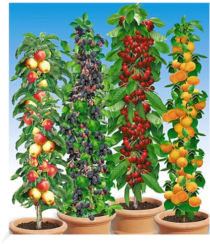 BALDUR Garten Säulen-Obst-Raritäten-Kollektion Apfel, Brombeere, Kirsche + Aprikose, 4 Pflanzen Obstbäume, winterhart, platzsparende Säulen für kleine Gärten, Balkone & Terrassen