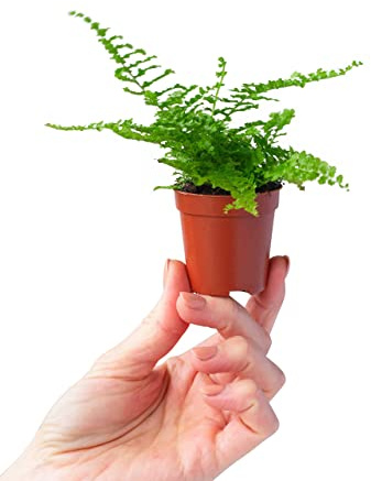 PLNTS - Baby Nephrolepis Green Fantasy - Zimmerpflanze - Schwertfarn - Echte Pflanzen für Drinnen - 6cm Topf - Höhe 10cm