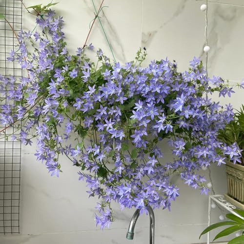 Semillas de campanilla-Campanula Medium,resistentes para exterior,semillas de y en maceta.500pcs