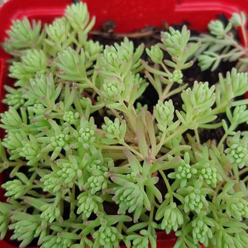 Sedum hispanicum 'Minus' / Orpin d'Espagne/Godet/Succulente