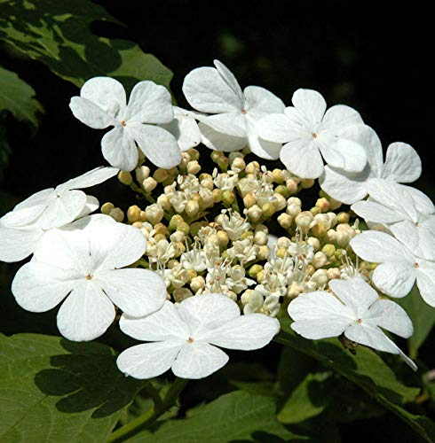 Gemeiner Schneeball 100-125cm - Viburnum opulus - lebende Gartenpflanze aus den Baumschulen