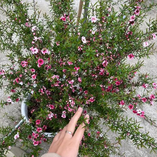 200 pcs manuka samen, Leptospermum scoparium, kräuter samen, saatgut manuka pflanze samen blumen balkon, bonsai samen kräutersamen, kleine geschenke samen blumen, nachhaltige produkte