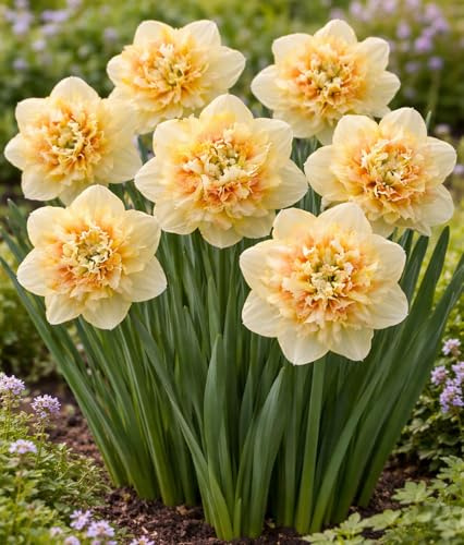 Pom Pom Double Daffodil Bulbs – Peach Colored Ruffled Blooms – Spring Flowering Narcissus – Perennial Garden Bulbs (10 Bulbs)