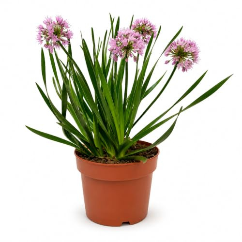 Febo Garden Allium Aglio Ornamentale Rosa-Lilla Vaso 17 cm