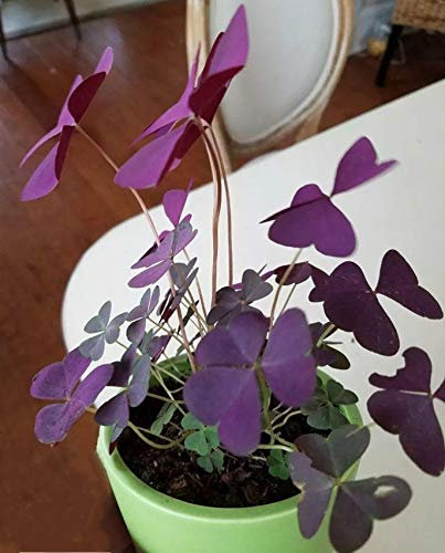 Ampoules Oxalis Triangularis/Shamrock Violet - Facile à entretenir - Ampoules de plantes en pot mignonnes (5)