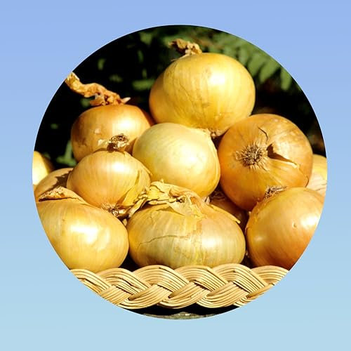 Planète graines - 4 grammes de graines oignons jaune paille de vertus - environ 440 graines -