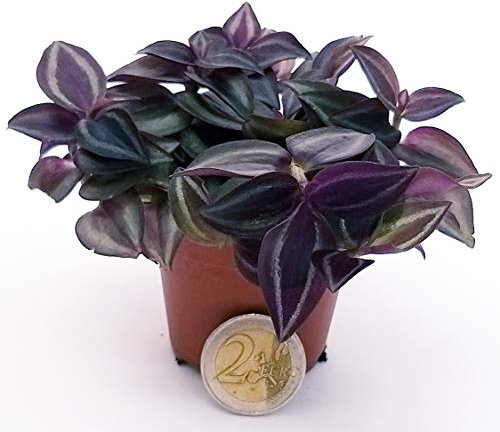 POWERS TO FLOWERS - TRADESCANTIA ZEBRINA MINI IDEALE PER TERRARIUM, Pianta vera