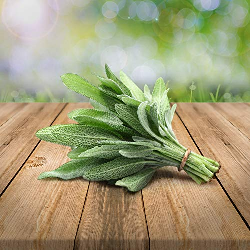 Salbei mehrjährig 250 x Samen 100% Natursamen aus Portugal handgepflückt