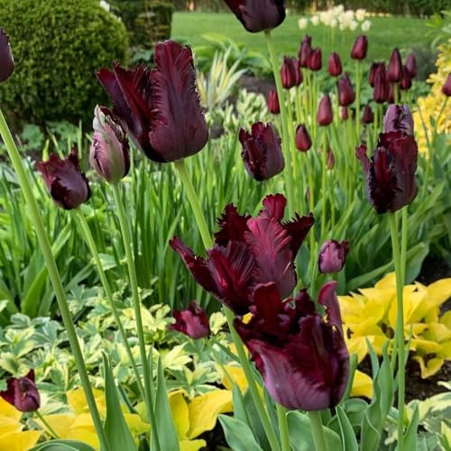 bulbi di tulipano perenni resistenti, autunnali, primaverili tulipano per luoghi soleggiati, giardino resistenti per il giardino, balcone 5pcs