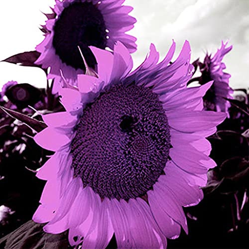 Graines De Tournesol Violettes Ensemble De 100 Pièces