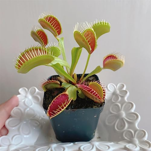 100 Pcs Venus Fliegenfalle Pflanzen - Dionaea Muscipula - Bonsai Samen Venusfliegenfalle Pflanze Samen Nachhaltige Geschenke Für Frauen Sukkulenten Samen Fleischfressende Pflanzen