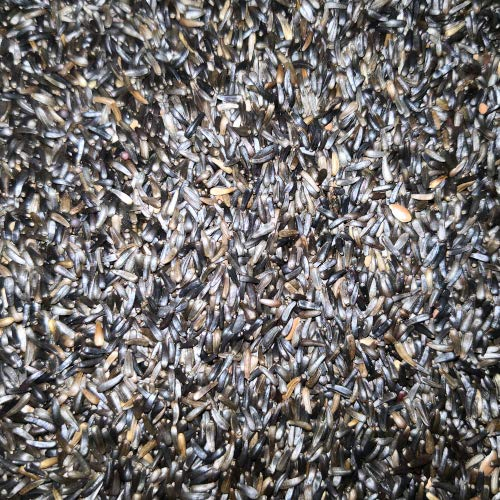 Eurital Nigersaat (Ramtillkraut) 1 kg für Tauben und Wildvögel