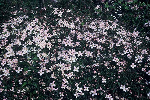 Clématite Pink Perfection C6L