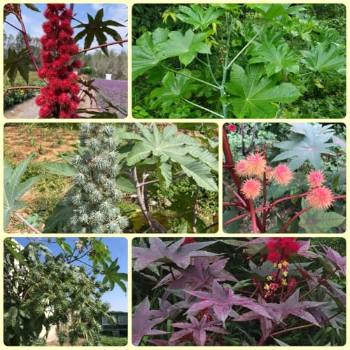 Semi di ricino - da balcone per resistenti Ricinus communis - Decorazione del balcone, da camera regali sostenibili culinarie arbusti 50pcs