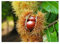 Edelkastanie Castanea sativa Pflanze 15-20cm Esskastanie Maronen Maroni Kastanie