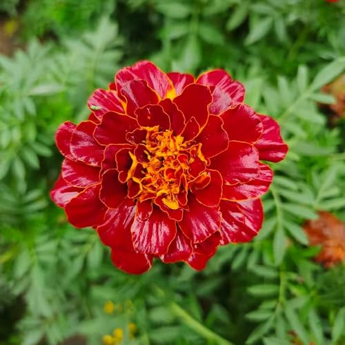 semillas de caléndula perenne - jardín resistentes silvestres 150pcs