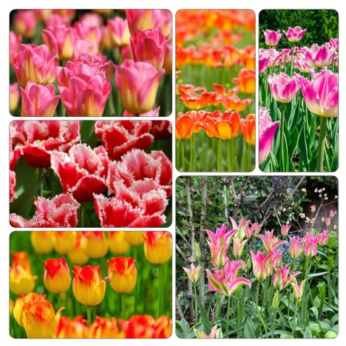 Bulbi di tulipano - tappezzanti decorazioni giardino per esterni interno resistenti, arredamento del soggiorno resistenti 6pcs