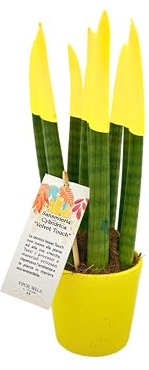 I GIARDINI DI GIULIA - Sansevieria punta di velluto in vaso di ceramica colorato diametro 12 cm. altezza 35 cm, pianta vera. (Giallo)