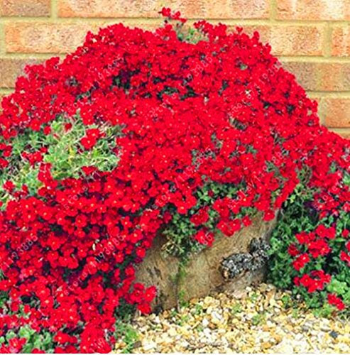 Graines de thym rampant rouge ou graines de fleurs couvre-sol vivaces Paquet de 100 graines