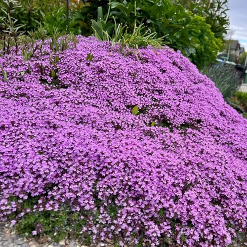 semi di timo, balcone giardino timo serpillo rare, decorazione soggiorno perenne resistente tappezzante selvatici da balcone 800pcs