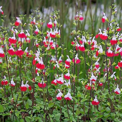 semillas de salvia - jardín interior de salvia cobertura del suelo con semillas jardín decoración balcón silvestres decorativa 250pcs