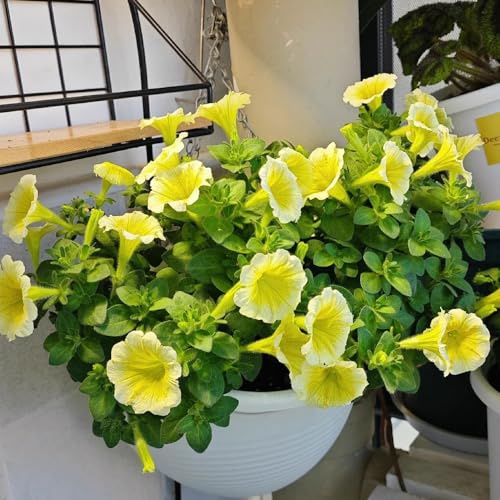 semi di petunia appesi Le da giardino roccioso sono resistenti di petunia esotiche resistenti, Balcone, 900pcs