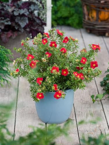 Potentilla fruticosa 'Red Joker' 25–30 cm – Winterhart, Mehrjährig, Pflegeleicht – Fingerstrauch – Zierstrauch für Beet & Kübel
