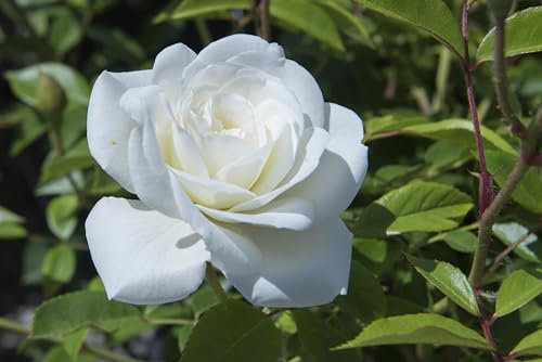 Vannucci Piante - Rosa vera a cespuglio in vaso. Pianta da balcone con bellissime colorazioni! (Bianco)