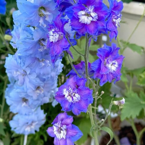 rittersporn samen winterhart mehrjährig, pflanzen garten winterhart mehrjährig, pflanzen draußen winterharte stauden mehrjährig, pflanzen winterhart blumen balkon, samen balkon 1000pcs