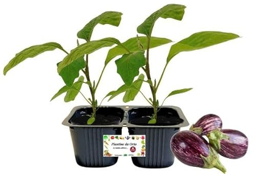 P. Piantine da Orto | Melanzana Nubia,pack da 2 piante, Pianta Pronta per il Trapianto, Pianta Vera da Orto, da Balcone, e da Esterno, Vivaio Italiano
