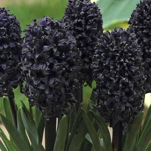 Hyacinthus Bulbs.Strong Plants That Grow Well Mix Golden Jade Carving Feels Beautiful-2 Bulbs-C