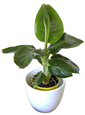 Plante d'intérieur - Plante pour la maison ou le bureau - Musa tropicana nain - Bananier 30 cm