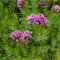 Blumixx Stauden Phuopsis stylosa – Rosa blühender Rosenwaldmeister winterhart, bienenfreundlich, duftend, Bodendecker, mehrjährig, für sonnige bis halbschattige Standorte