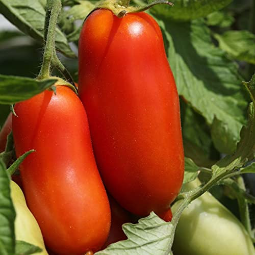 Tomato - San Marzano - Large Plum Heirloom Variety - 20 Seeds