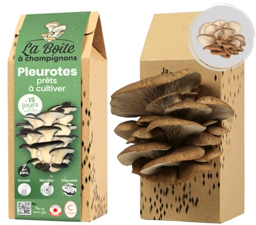 LA BOITE A CHAMPIGNONS - Grauer Austernpilz Zuchtset - Bereit zum Anbau - Für 2 Personen
