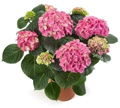 Hortensia Natural con Flores de Color Rosa