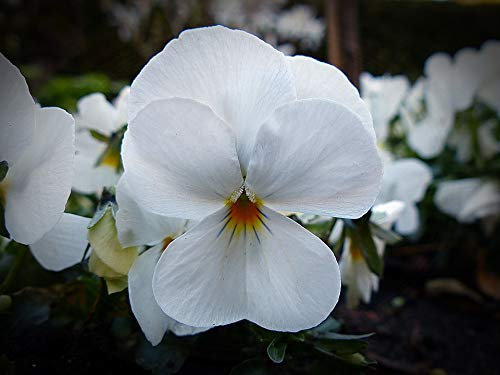 Pansy Boxed Bedding 24 x White Garden Ready Pansies (Live Plants)