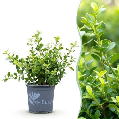 BetterBuxus Babylon Beauty - Juego de 16 plantas para cobertura de aproximadamente 2 metros lineales, 20 – 25 cm de altura, 9 cm, resistente a la enfermedad buxus y buxusmot, sustituto de boj de hoja