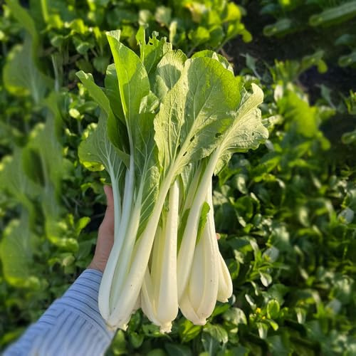 semi di pak choi, varietà esotiche antichi giardino balcone 800pcs