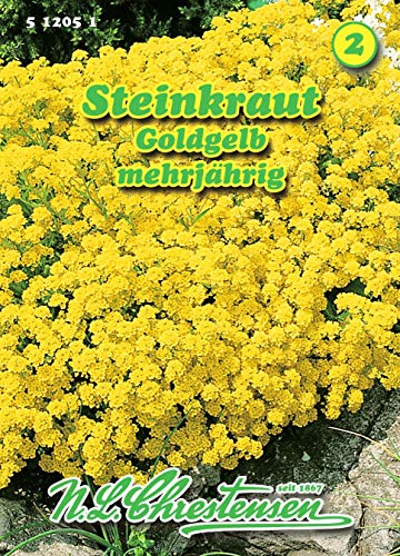 Alyssum saxatile, Steinkraut, Goldkörbchen goldgelb N.L.Chrestensen Samen