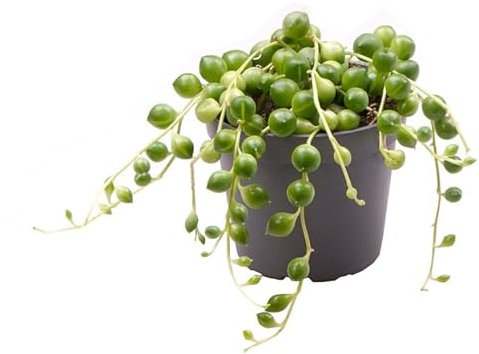 Senecio Herreianus Planta Rosario Suculenta Colgante de Interior y Exterior, DECOALIVE