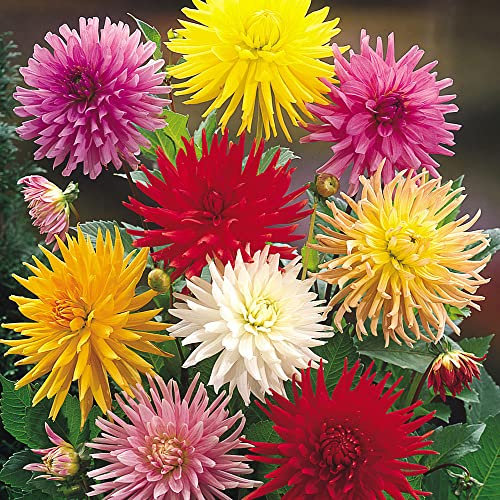 Dahlia Cactus – Magnificently Bright Blooms – Perennial – Summer Flowering Bulb – for Your Beautiful Garden (2 x Dahlia Cactus Mixed)