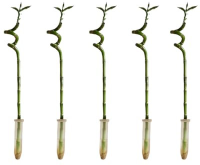 Bloomique - Set di 5 - Dracaena Sanderiana - Lucky Bamboo - Lucky Bamboo - Piante d'appartamento - Purificante dell'aria - Facile da mantenere - Altezza 40-50 cm