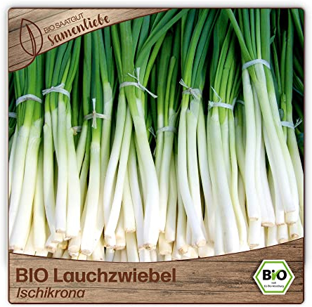 Samenliebe BIO Lauchzwiebel Samen Ischikrona mildwürzige Frühlingszwiebel Zwiebel grün weiß 300 Samen samenfestes Gemüse Saatgut für Gewächshaus Freiland und Balkon BIO Gemüsesamen winterhart