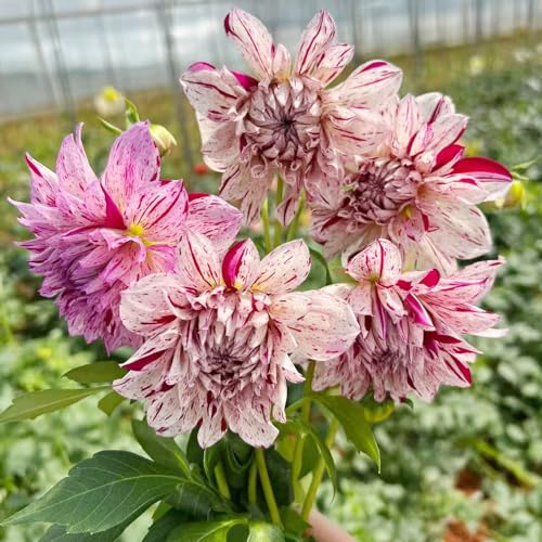 12 pcs dahlienknollen kaufen, zwiebeln winterfeste pflanzen für kübel bienenwiese dahlien knollen hochbeete für garten dekopflanzen luftreinigende zimmerpflanzen balkon blumendeko