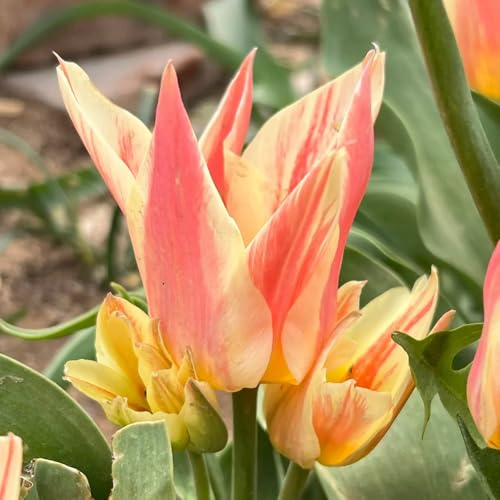 Bulbi di tulipano perenni resistenti - primaverile da balcone, per da interno 2pcs